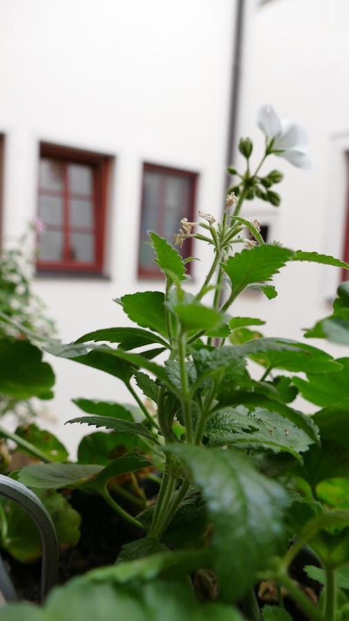 Pirna Altstadtgeflüster Exterior foto